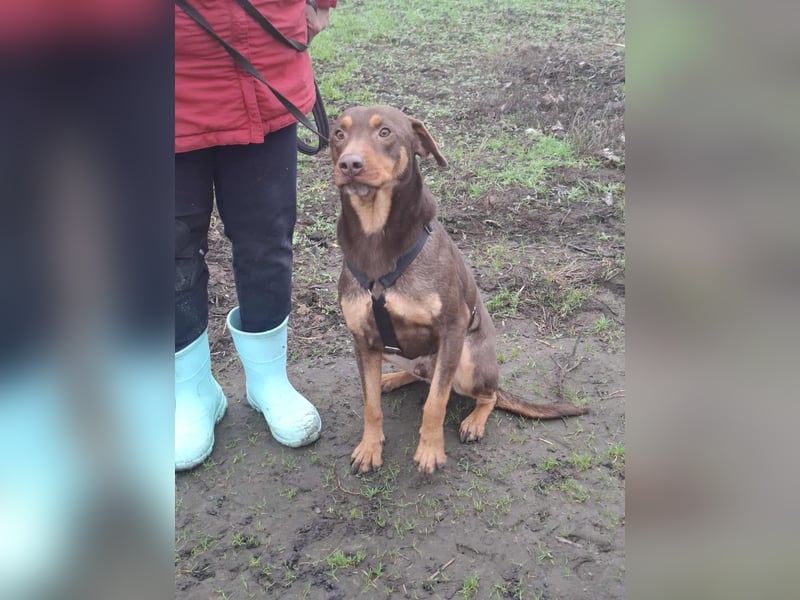 Hübscher Macchiato sucht ein Zuhause für immer