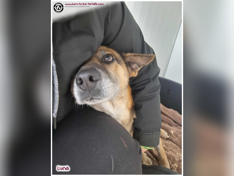 Bildhübsche Luna sucht ein Zuhause für immer