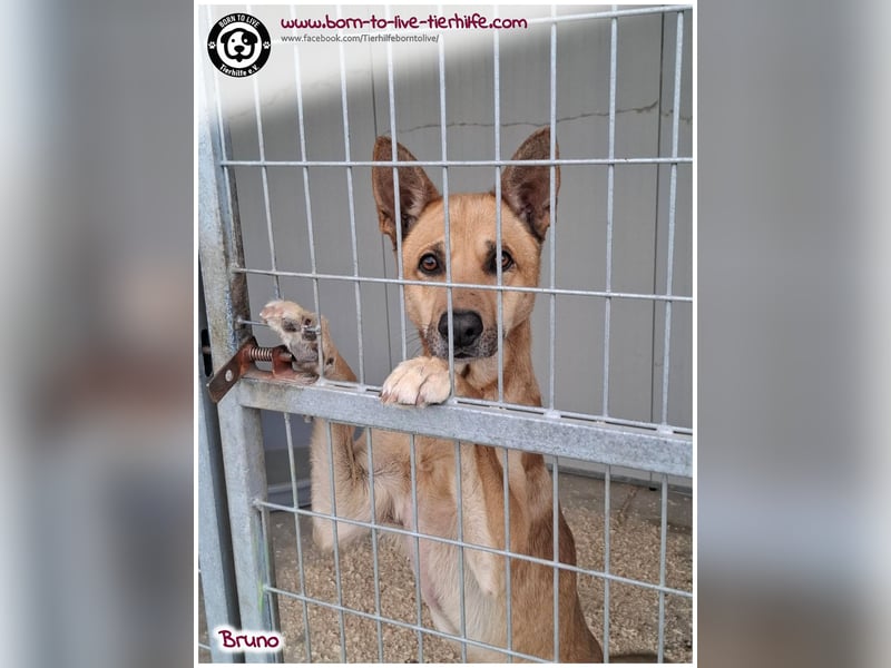 Traumhund Bruno auf der Suche nach einem Zuhause