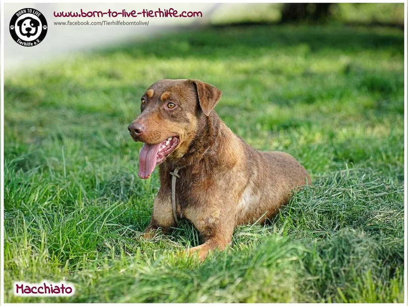 Hübscher Macchiato sucht ein Zuhause für immer