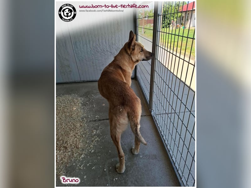 Traumhund Bruno auf der Suche nach einem Zuhause
