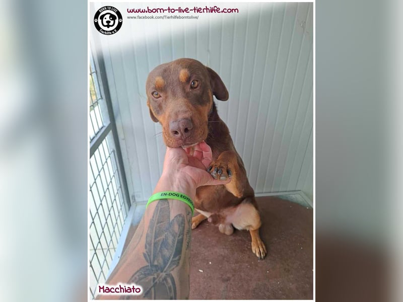 Hübscher Macchiato sucht ein Zuhause für immer