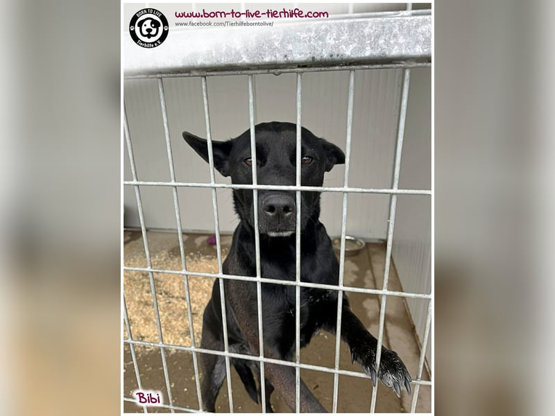 Hübsche Bibi sucht ein Zuhause für immer