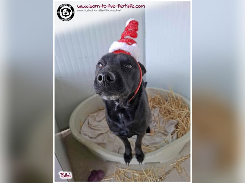 Hübsche Bibi sucht ein Zuhause für immer