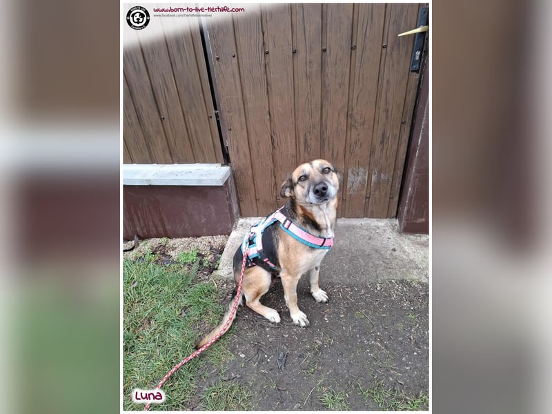 Bildhübsche Luna sucht ein Zuhause für immer