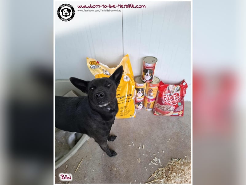 Hübsche Bibi sucht ein Zuhause für immer