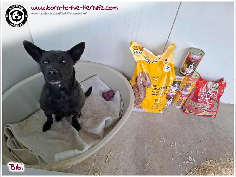 Hübsche Bibi sucht ein Zuhause für immer