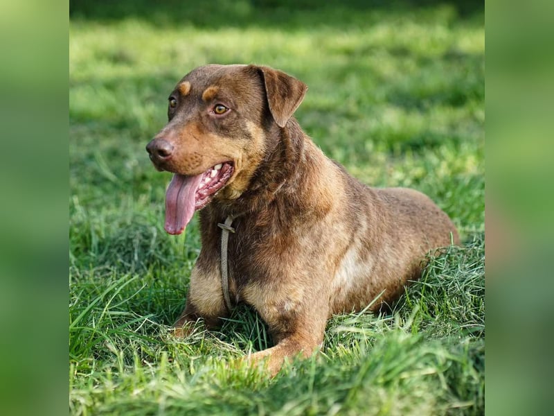 Hübscher Macchiato sucht ein Zuhause für immer