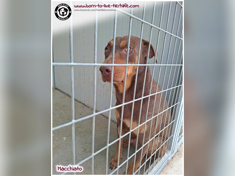 Hübscher Macchiato sucht ein Zuhause für immer