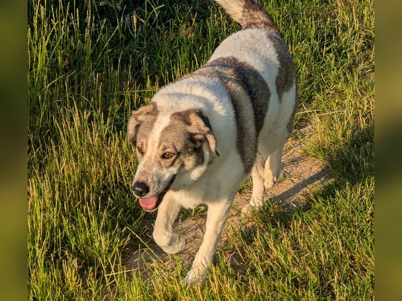 Herdenschutzhund-Mix Lotta (geb. 07/2018) – liebevolle, empfindsame Begleiterin sucht ruhiges Zuhaus