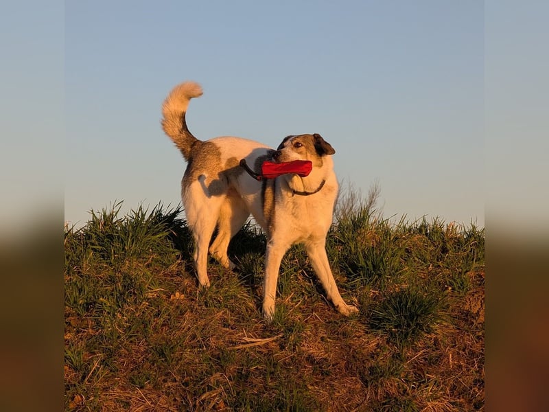 Herdenschutzhund-Mix Lotta (geb. 07/2018) – liebevolle, empfindsame Begleiterin sucht ruhiges Zuhaus