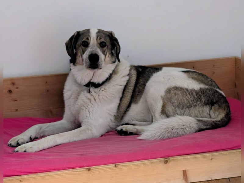 Herdenschutzhund-Mix Lotta (geb. 07/2018) – liebevolle, empfindsame Begleiterin sucht ruhiges Zuhaus