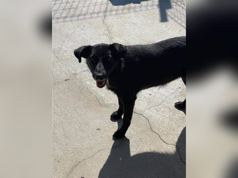 JANE- schwarze Schönheit