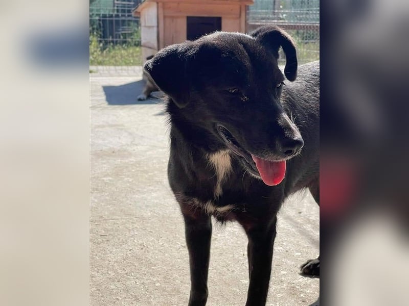 JANE- schwarze Schönheit