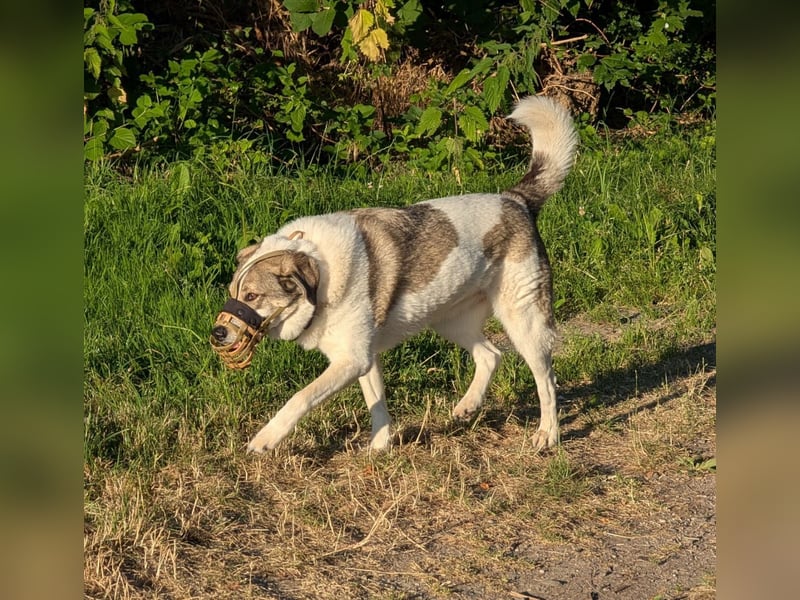 Herdenschutzhund-Mix Lotta (geb. 07/2018) – liebevolle, empfindsame Begleiterin sucht ruhiges Zuhaus