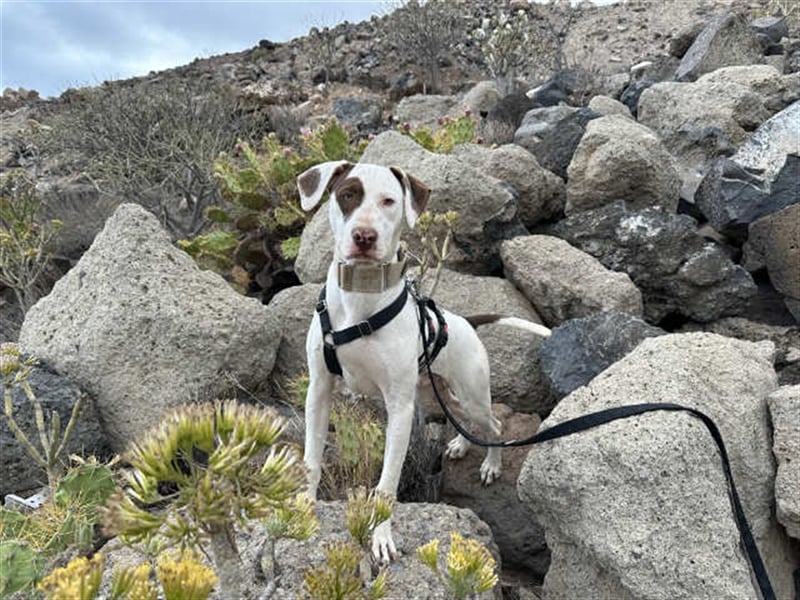 Süßer Bert sucht neues Zuhause