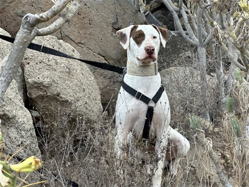 Süßer Bert sucht neues Zuhause