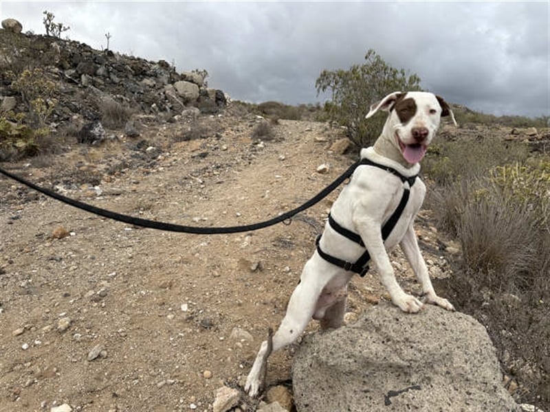 Süßer Bert sucht neues Zuhause