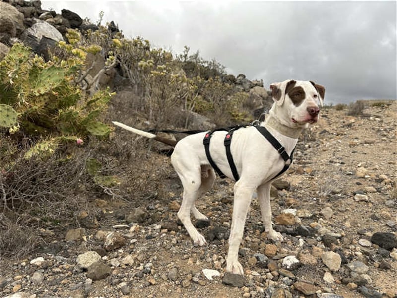 Süßer Bert sucht neues Zuhause
