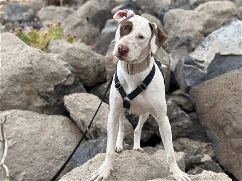 Süßer Bert sucht neues Zuhause