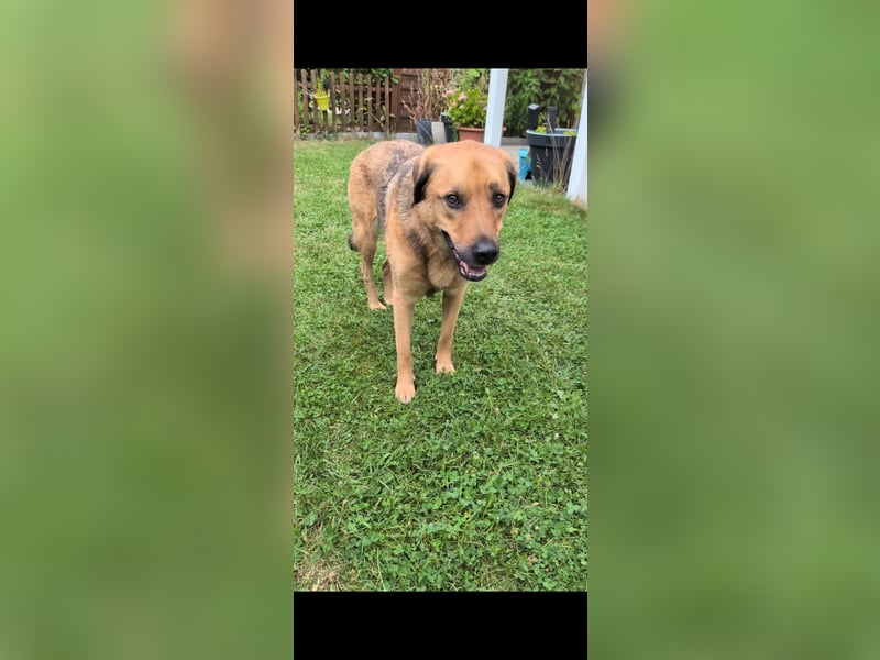 Sascha sucht sein Für-Immer-Zuhause!