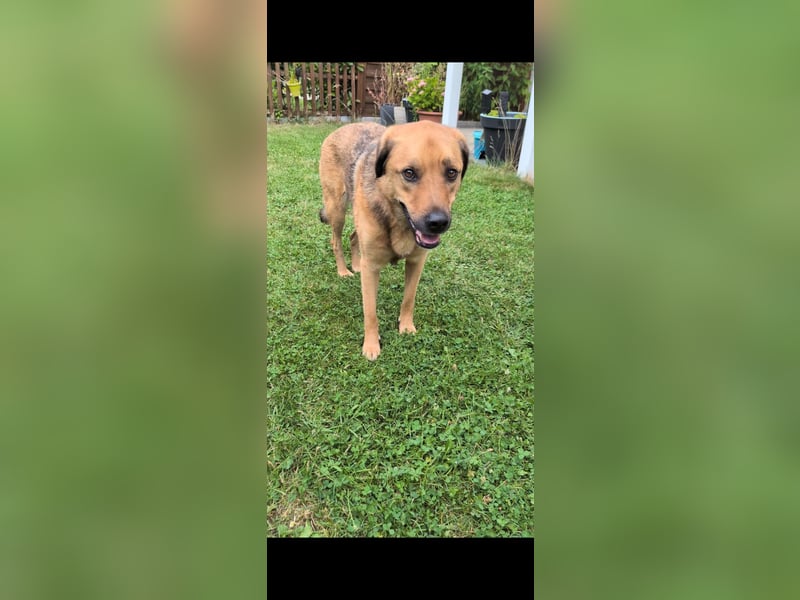 Sascha sucht sein Für-Immer-Zuhause!