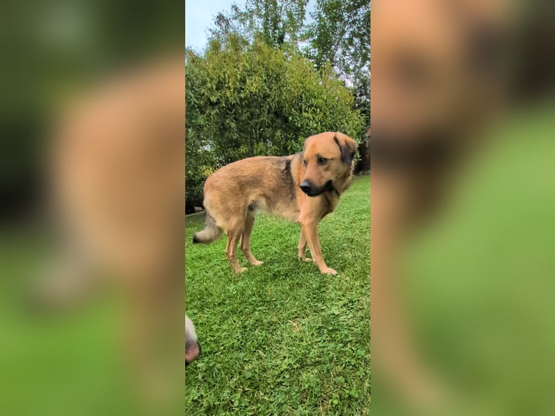 Sascha sucht sein Für-Immer-Zuhause!