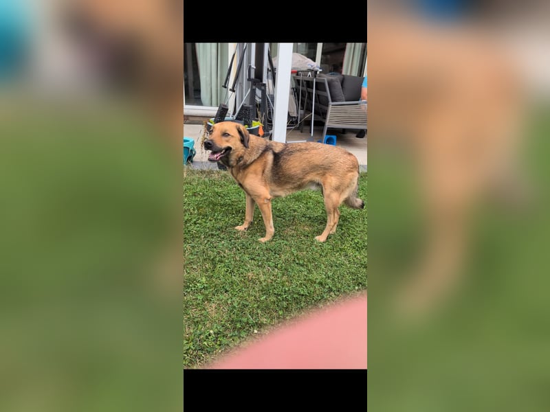 Sascha sucht sein Für-Immer-Zuhause!