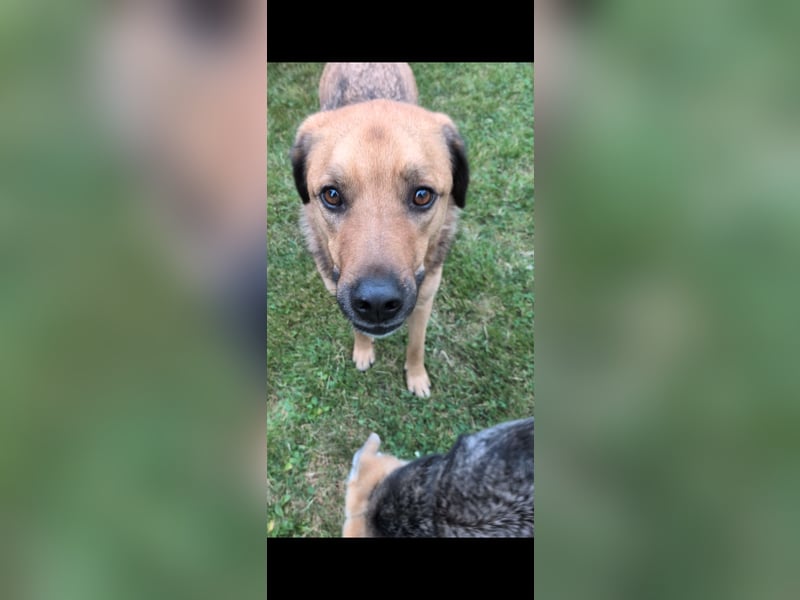 Sascha sucht sein Für-Immer-Zuhause!