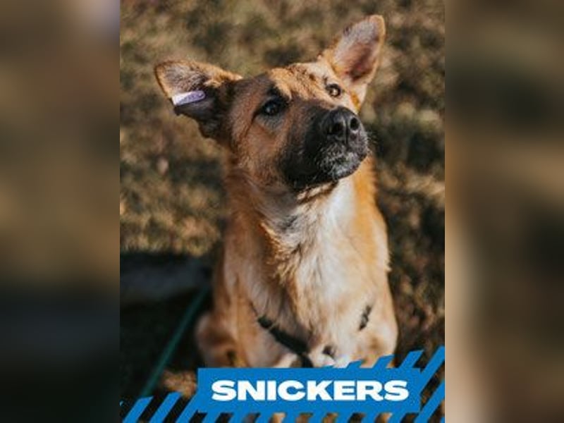 Snickers