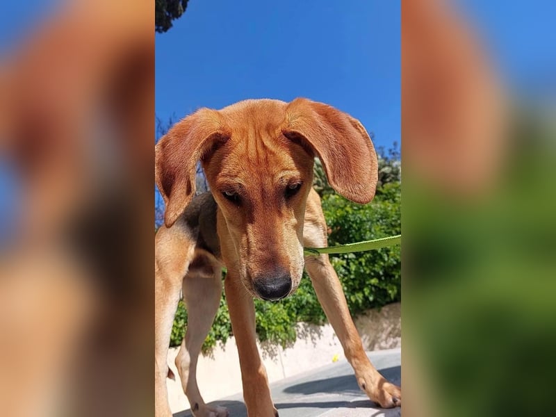 Tobi sucht ein Zuhause