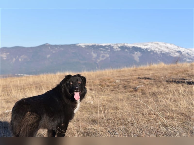 Vanko