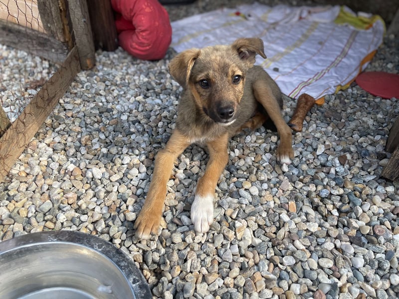 Scooby sucht ein Zuhause