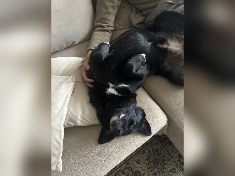 Liebevolles Zuhause für Suzi gesucht
