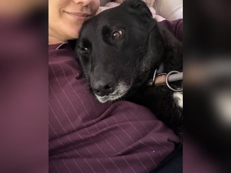 Liebevolles Zuhause für Suzi gesucht