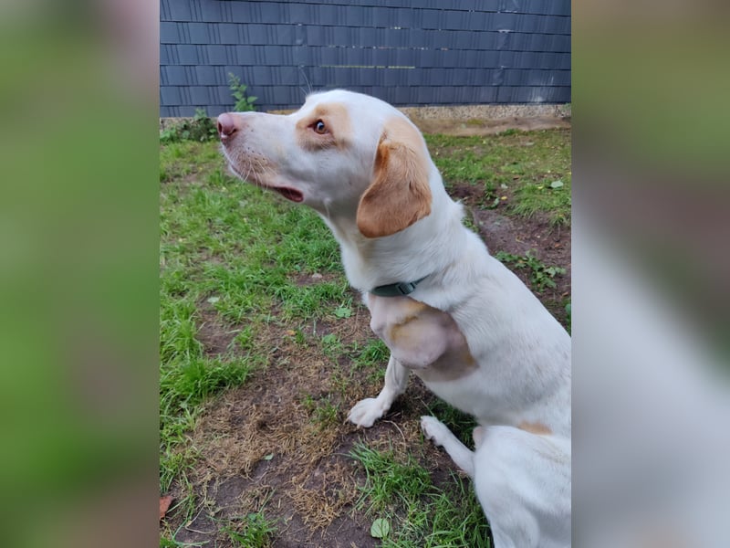 Luke- ein Kämpfer auf drei Beinen