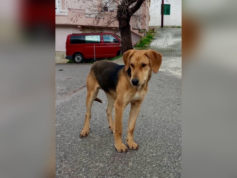 Tobi sucht ein Zuhause