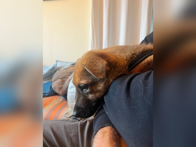 Aris sucht ein Zuhause