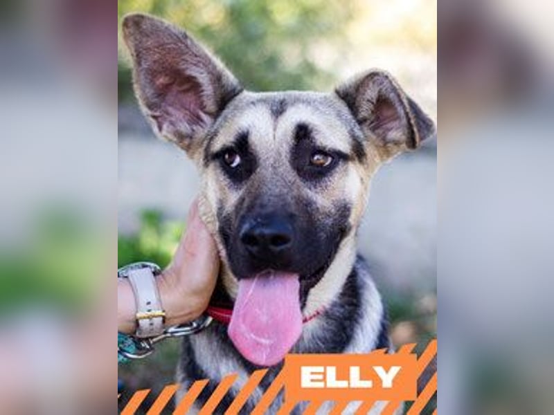 Elly Elly