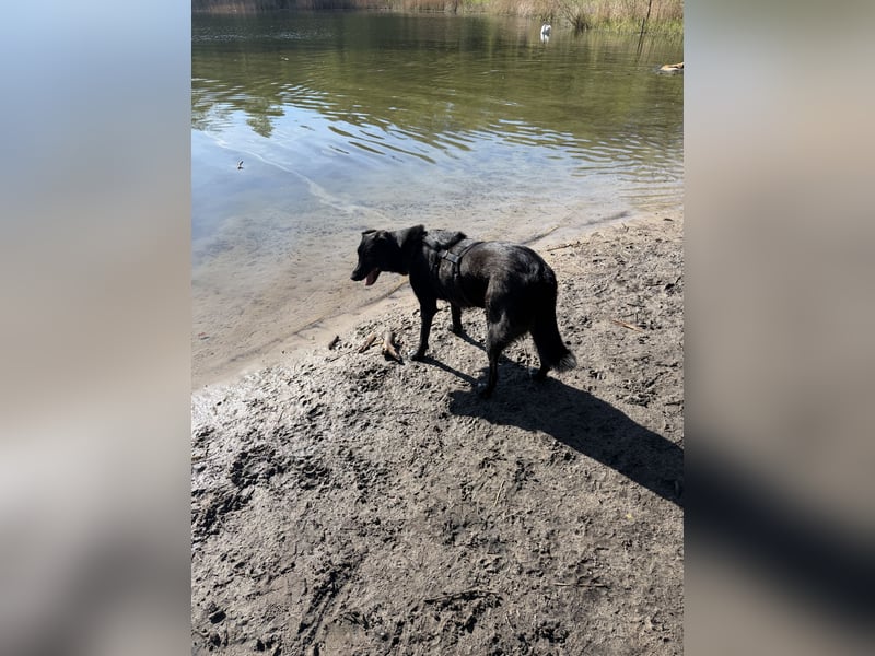 Liebevolles Zuhause für Suzi gesucht