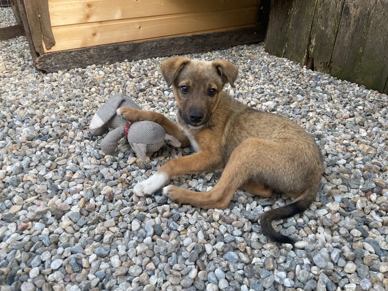 Scooby sucht ein Zuhause