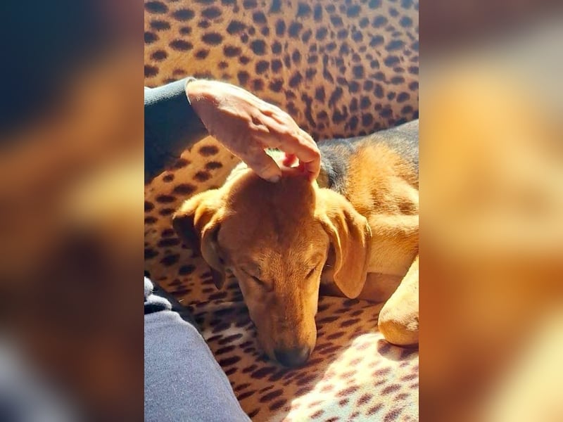 Tobi sucht ein Zuhause