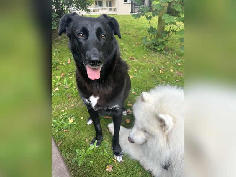 Liebevolles Zuhause für Suzi gesucht
