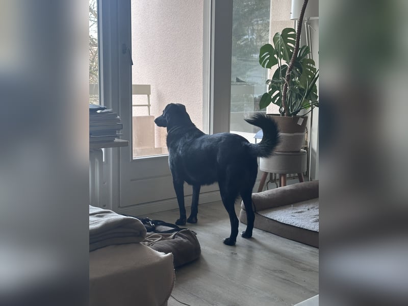 Liebevolles Zuhause für Suzi gesucht