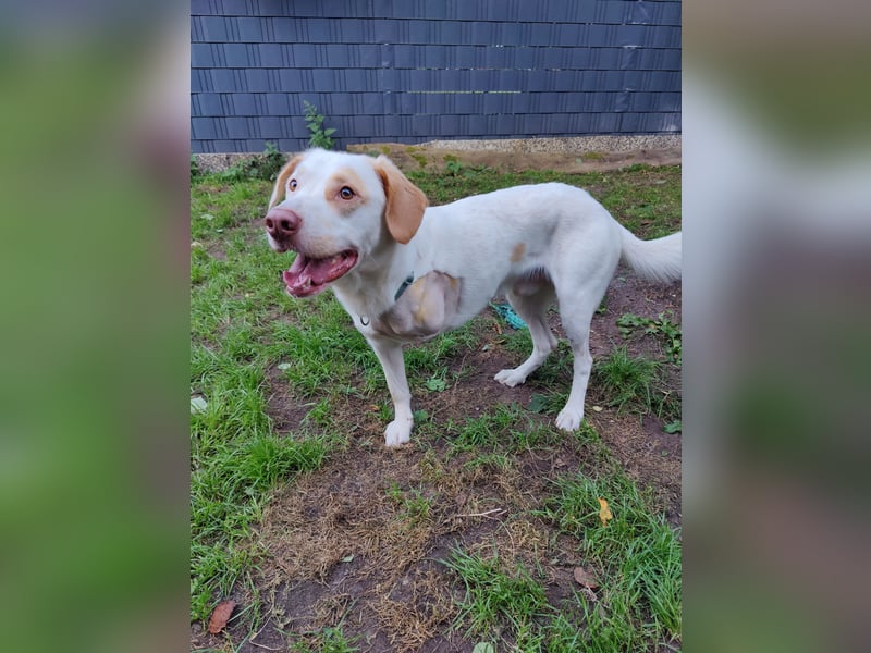 Luke- ein Kämpfer auf drei Beinen