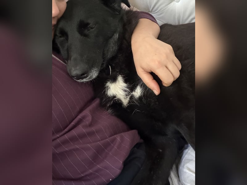 Liebevolles Zuhause für Suzi gesucht