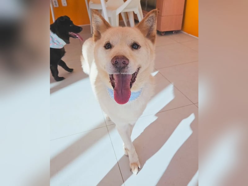 letzter Versuch für Cheo ein zu Hause zu finden, so traurig