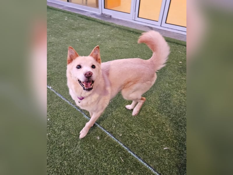 letzter Versuch für Cheo ein zu Hause zu finden, so traurig