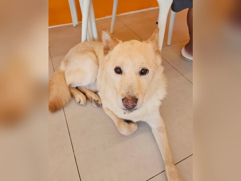 letzter Versuch für Cheo ein zu Hause zu finden, so traurig