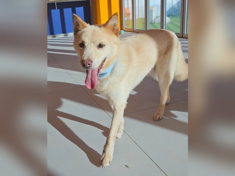 letzter Versuch für Cheo ein zu Hause zu finden, so traurig